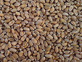 Getreide:  Lebensmittel Warenkunde Getreide - Sorten und Verwendung in der Küche